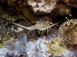 IMG 2851 Spiny Lobster